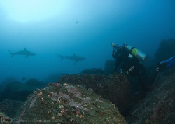 Mark with Galapagos sharks. Wolf island. Galapagos. D200,... by Derek Haslam 